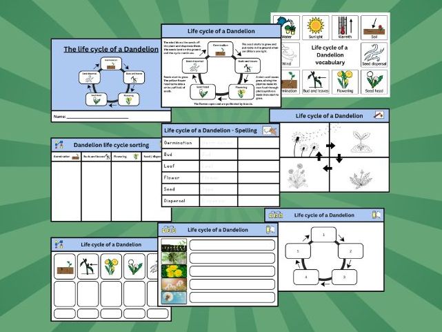 Dandelion Life Cycle bundle | Early level / KS1 / SEND | Worksheets, Sorting & Communication support
