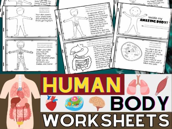 Human Body Systems Worksheets | Bones, Muscles, Digestive system, Parts of the Brain...