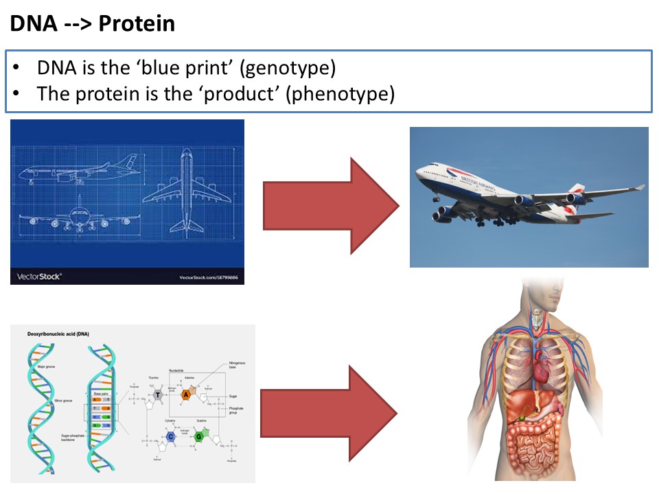 A-Level Biology: Gene Expression & Cancer