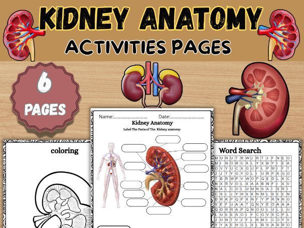 Kidney Anatomy Worksheet
