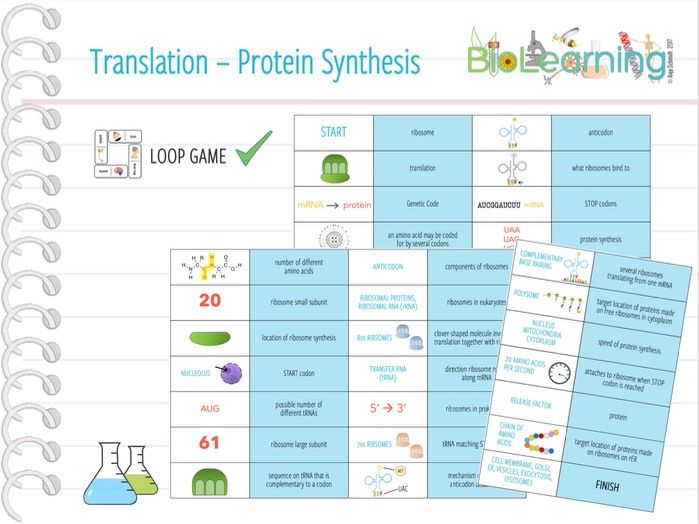 Translation / Protein Synthesis Loop Game (KS5) Teaching Resources