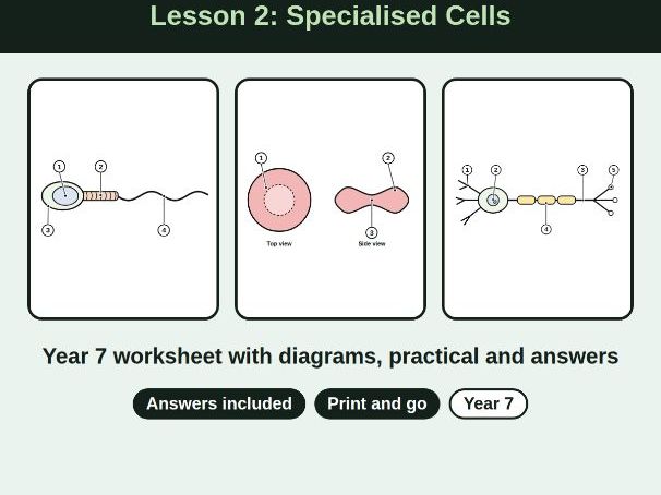 lesson 2 Year 7 Specialised Cells Worksheet + Answers