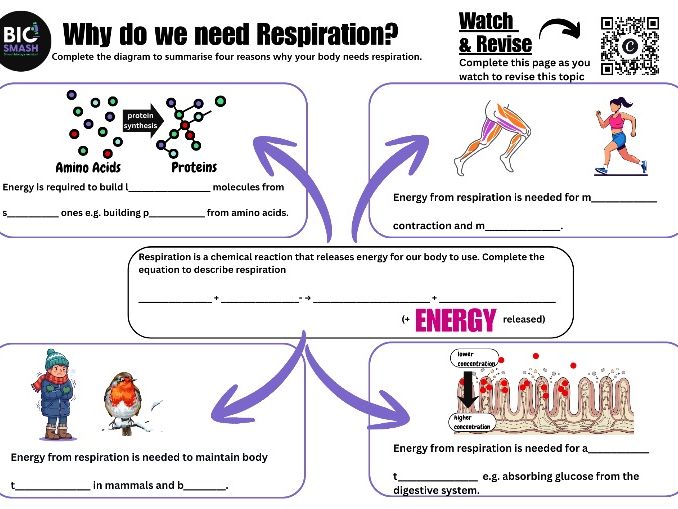 An overview of why animals need respiration (GCSE Level)
