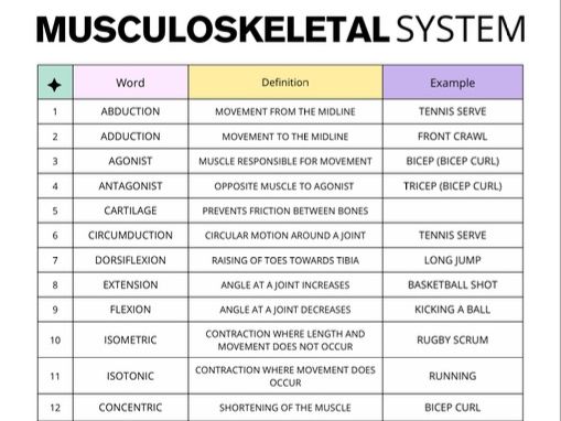 Musculoskeletal System Vocabulary Worksheet