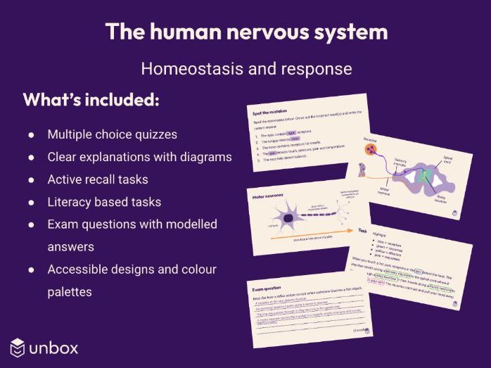 AQA GCSE 4.5.2 The human nervous system