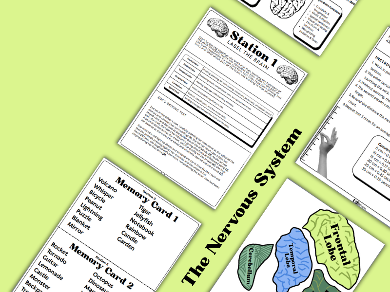 Nervous System Station Activity: Body Systems for Middle & High School Health