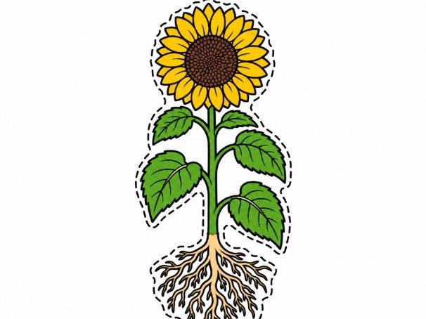 Plant Display Cut-Outs – Year 1 Science
