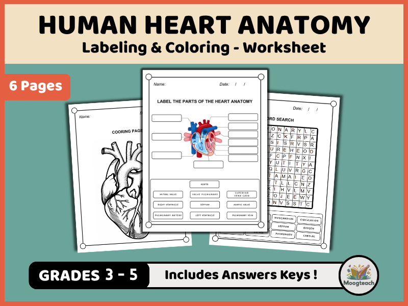 Human Heart Anatomy | Circulatory System | Labeling & Coloring | Biology | KS2 | KS3 | Science
