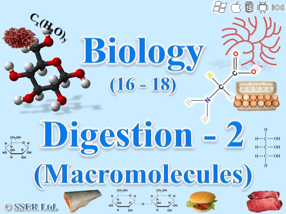 BioA_3.3.3 Digestion 2 - Digestion of Carbohydrates, Proteins and Lipids