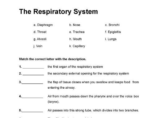 The Respiratory System