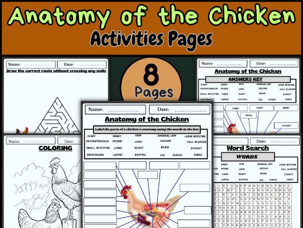 Chicken Anatomy/Animal Anatomy/Poultry Science/Life Science