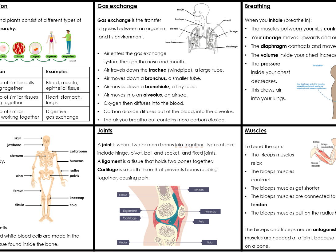 KS3 Activate 'Structure and function of human body systems' FULL TOPIC