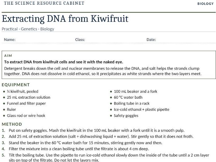 Kiwifruit DNA Extraction – Biology Practical