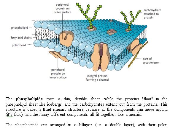 Edexcel Biology A-Level Topic 2A Revision Notes- Membranes and Transport