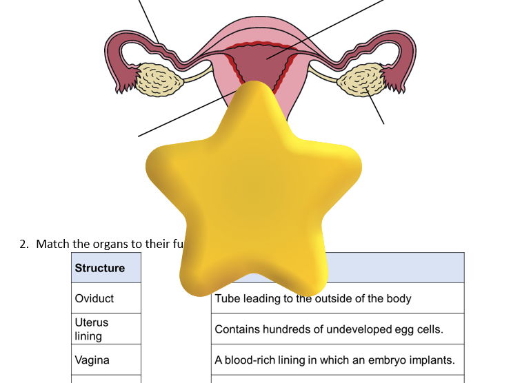 Female Reproductive System Worksheet