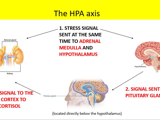 2025 spec AQA psychology nervous and endocrine systems