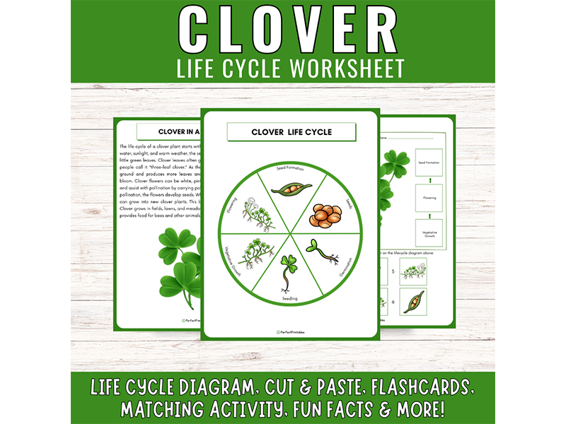 Shamrock Clover Life Cycle: St. Patrick’s Day Plant Science Unit Study Fun Facts