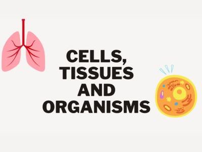 Life processes KS3 Y7 Biology