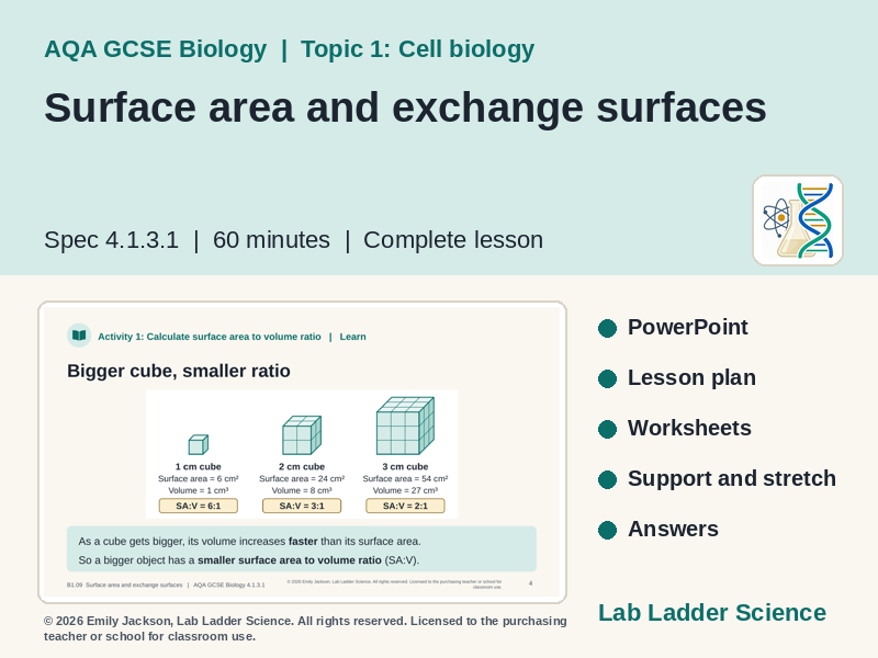 B1-09 Surface Area & Exchange: AQA GCSE Biology