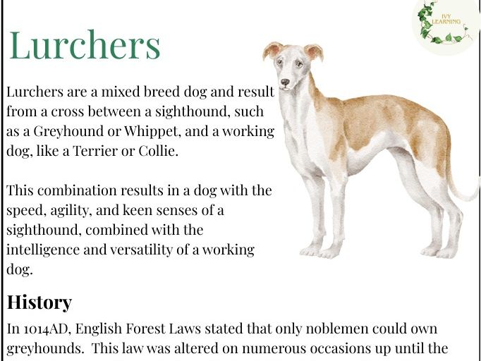 Lurcher Dogs Learning Project