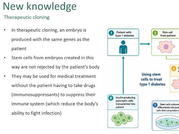 Stem cells