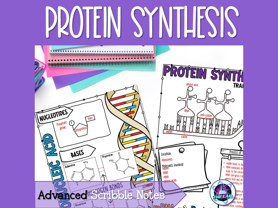 Protein Synthesis Notes - Advanced Scribble Notes