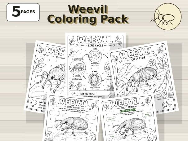 Weevil Coloring Pages | Rare Insect Science(PreK-Grade 3)