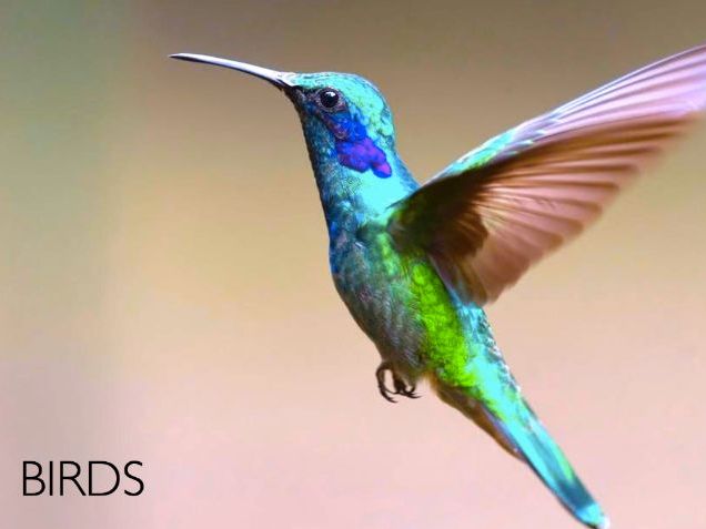 Birds: Animated Keynote/PPT Presentation, Colorful Science