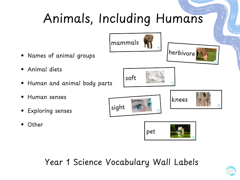 Animals, Including Humans - Year 1 Science Vocabulary Wall Labels