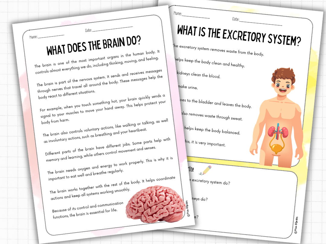 Human Body Reading Comprehension Bundle (Nonfiction, 2 Levels) | ESL KS2 Science & Health