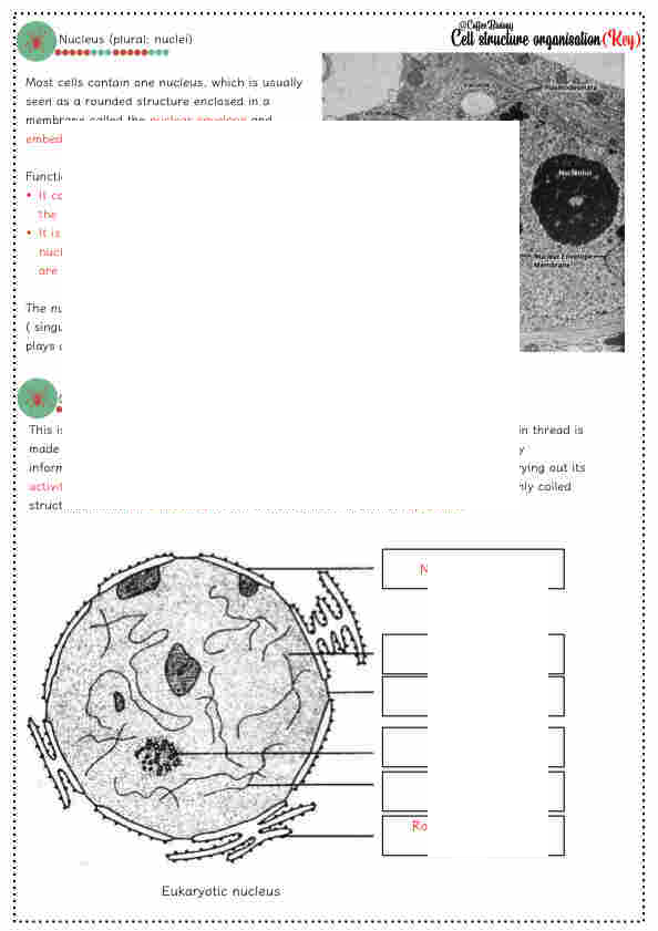 igcsegcse biology chapter 2 cell structure organisation