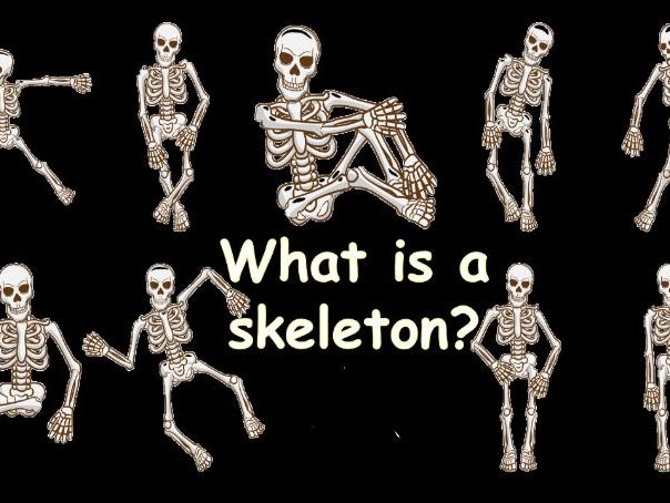 WHAT IS A SKELETON (from the unit Skeletons and Muscles)