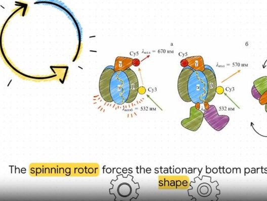 Cellular Respiration Educational Video | Middle School Science
