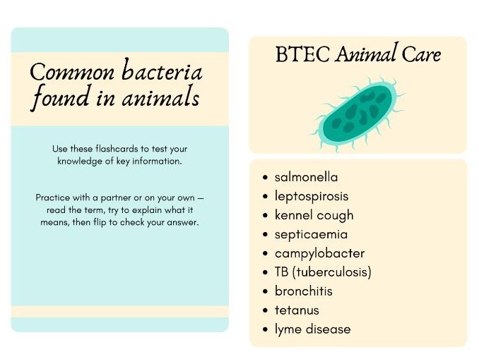 BTEC Animal Care diseases revision flash cards