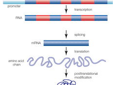 A Level Biology - Gene Control