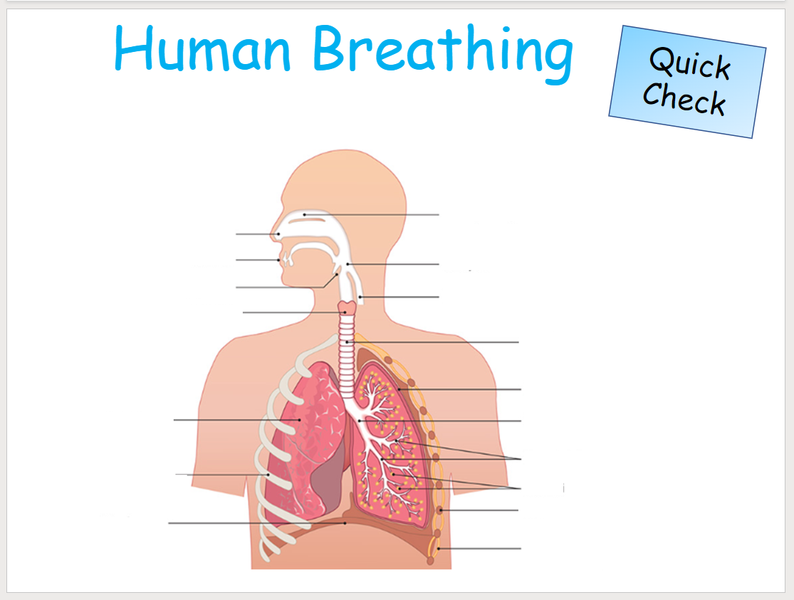 lc-biology-3-4-4-h-3-4-7-human-breathing-teaching-resources