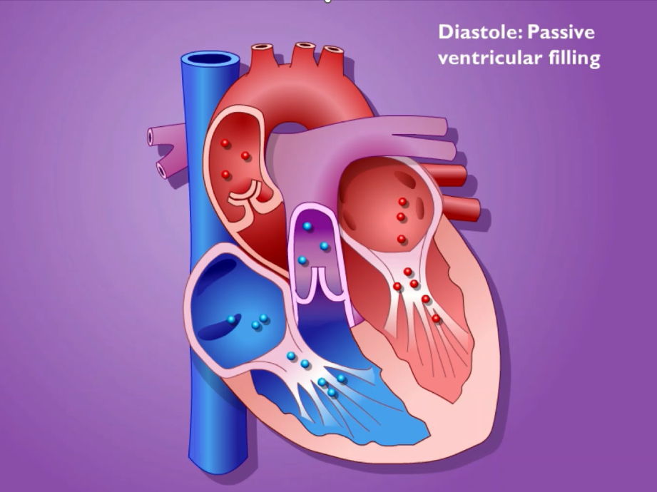 The Cardiac Cycle, Valves & Pressure Changes – Complete Lesson