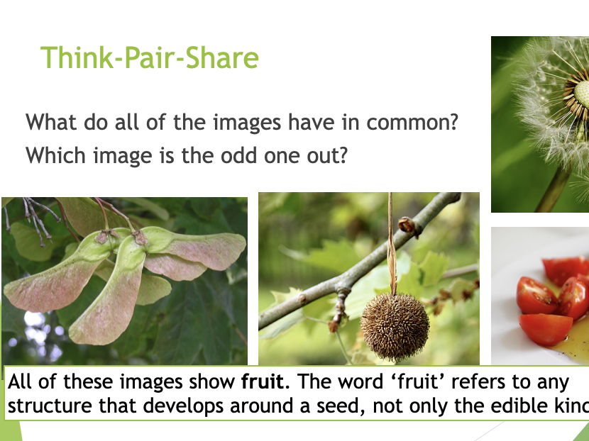 KS3 Seed Dispersal PPT and Presentation Task
