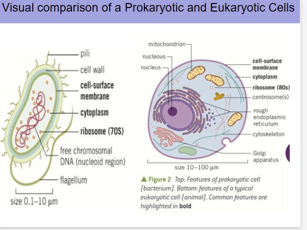 A Level Biology Cell Structure & Cell Cycle Bundle  Eukaryotic Cells | Prokaryotic Cells | Protein Synthesis | Organelle Functions