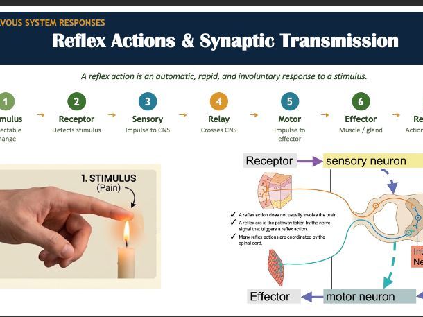 CIE IGCSE Coordination and response pack