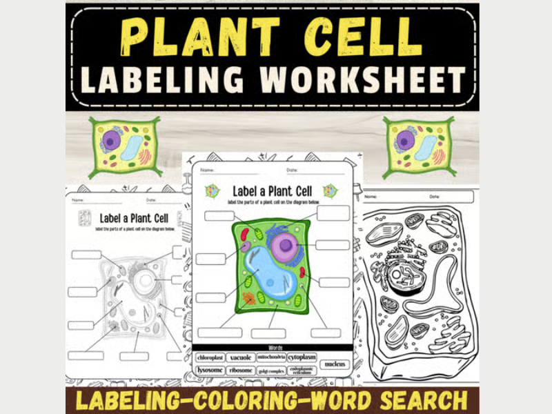 Label the Plant Cell: Botany Activity Back to School Activities & Worksheets