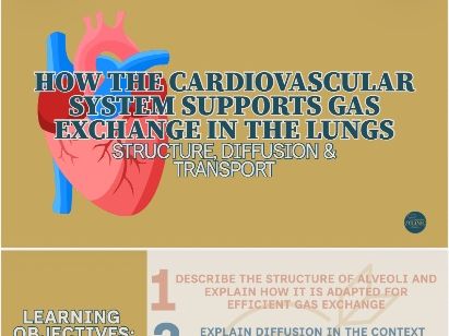 T Level Health Full Lesson — How the Cardiovascular System Supports Gas Exchange in the Lungs