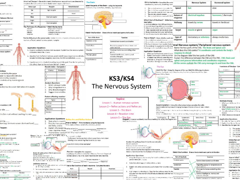 KS3/4 The Nervous System Worksheets GCSE