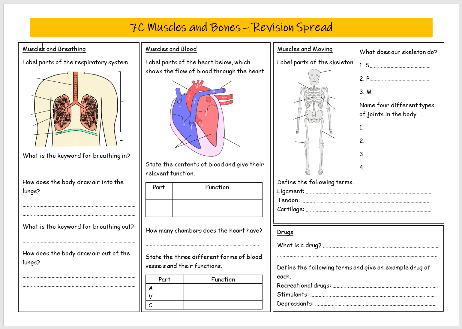 Muscles and Bones Revision Spread | Teaching Resources
