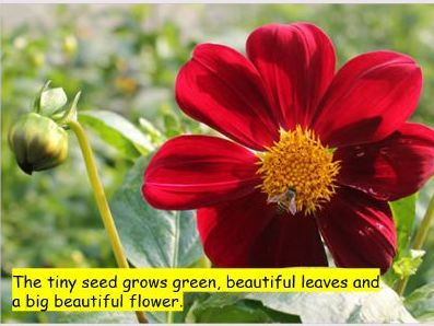 The Tiny Seed Adapted Story PPT