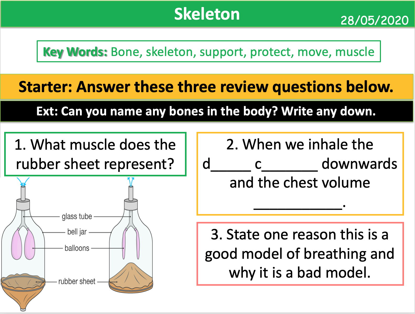 Skeleton Teaching Resources