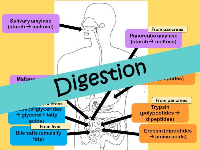 Digestion | Teaching Resources