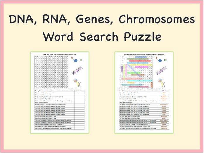DNA, RNA, Genes, and Chromosomes - Word Search Puzzle Worksheet Activity (Printable PDF)