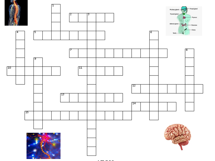 Topic 5 Homeostasis and Response AQA GCSE Crossword with answers
