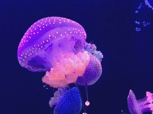 World Oceans Day